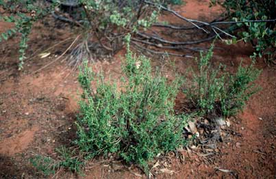 APII jpeg image of Prostanthera serpyllifolia subsp. microphylla  © contact APII