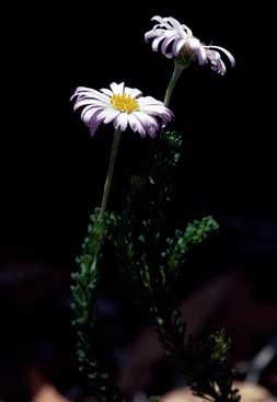 APII jpeg image of Olearia sp. Rhizomatica (I.R.Telford 11549)  © contact APII