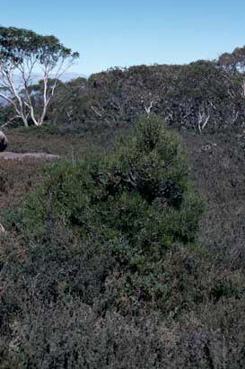 APII jpeg image of Hakea lissosperma  © contact APII