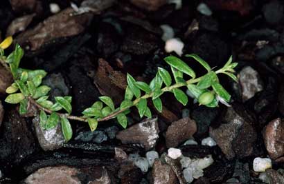 APII jpeg image of Rhytidosporum alpinum  © contact APII