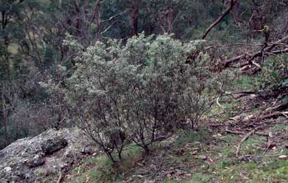 APII jpeg image of Grevillea  © contact APII