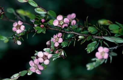 APII jpeg image of Leptospermum namadgiensis  © contact APII