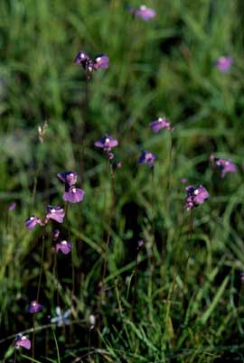 APII jpeg image of Utricularia dichotoma  © contact APII