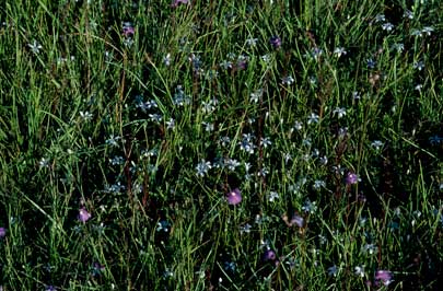 APII jpeg image of Utricularia dichotoma  © contact APII