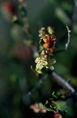 APII jpeg image of Muehlenbeckia tuggeranong  © contact APII