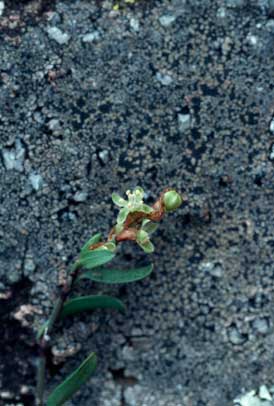 APII jpeg image of Muehlenbeckia tuggeranong  © contact APII