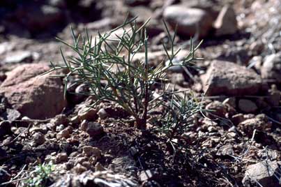 APII jpeg image of Hakea pulvinifera  © contact APII