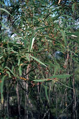 APII jpeg image of Eucalyptus stricta  © contact APII