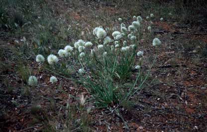 APII jpeg image of Ptilotus macrocephalus  © contact APII