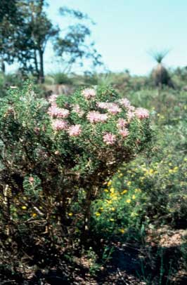 APII jpeg image of Isopogon dubius  © contact APII