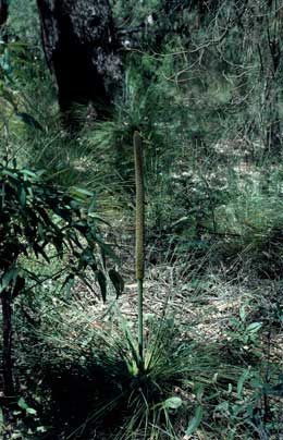 APII jpeg image of Xanthorrhoea  © contact APII