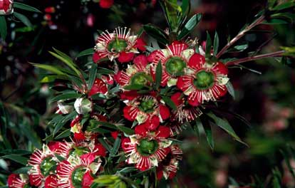 APII jpeg image of Leptospermum spectabile  © contact APII