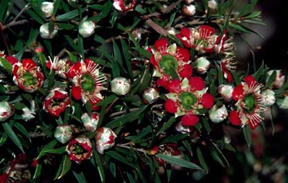 APII jpeg image of Leptospermum spectabile  © contact APII