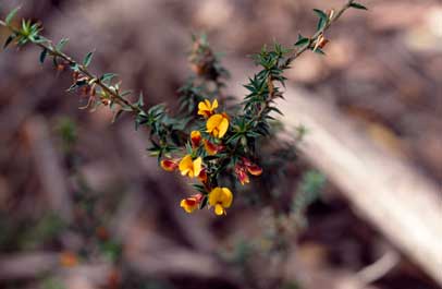 APII jpeg image of Pultenaea acerosa  © contact APII