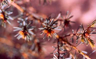 APII jpeg image of Pultenaea glabra  © contact APII