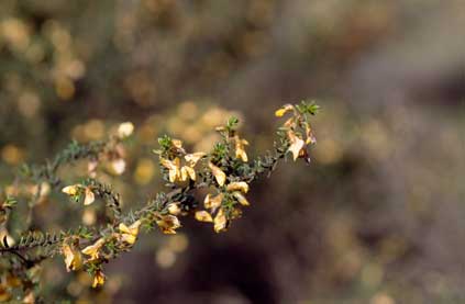 APII jpeg image of Pultenaea graveolens  © contact APII