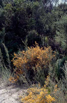 APII jpeg image of Pultenaea gunnii  © contact APII