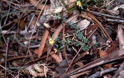 APII jpeg image of Pultenaea hispidula  © contact APII