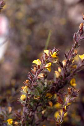 APII jpeg image of Pultenaea involucrata  © contact APII