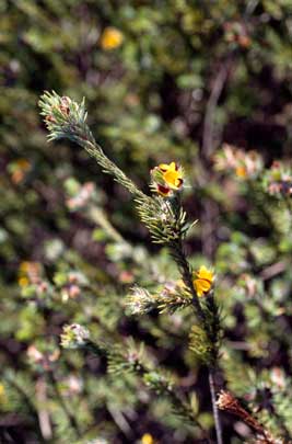 APII jpeg image of Pultenaea penna  © contact APII