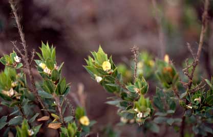 APII jpeg image of Pultenaea villifera  © contact APII