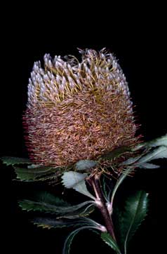 APII jpeg image of Banksia ornata  © contact APII