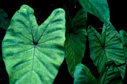 APII jpeg image of Colocasia esculenta 'Fontanesii'  © contact APII