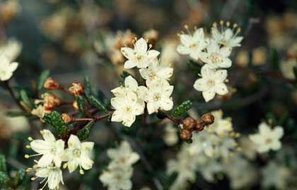 APII jpeg image of Phebalium lepidotum var. lepidotum  © contact APII