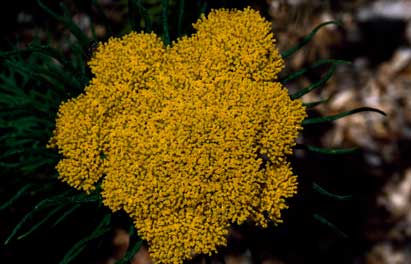 APII jpeg image of Cassinia leptocephala subsp. leptocephala  © contact APII