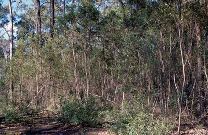 APII jpeg image of Eucalyptus curtisii  © contact APII