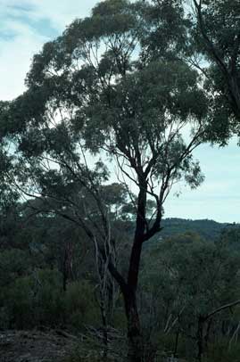 APII jpeg image of Eucalyptus decorticans  © contact APII