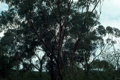 APII jpeg image of Eucalyptus decorticans  © contact APII