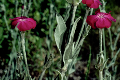 APII jpeg image of Silene coronaria  © contact APII