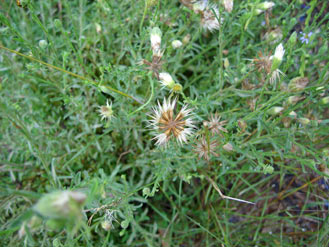 APII jpeg image of Vittadinia cuneata  © contact APII