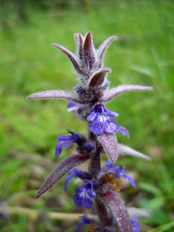 APII jpeg image of Ajuga australis  © contact APII