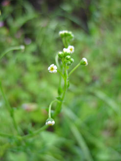 APII jpeg image of Cynoglossum suaveolens  © contact APII