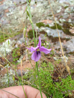 APII jpeg image of Arthropodium fimbriatum  © contact APII