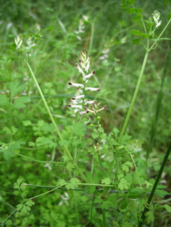 APII jpeg image of Fumaria officinalis  © contact APII