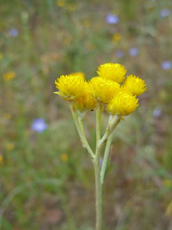 APII jpeg image of Chrysocephalum apiculatum  © contact APII