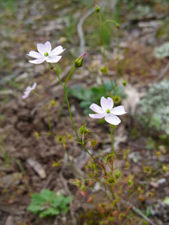 APII jpeg image of Drosera auriculata  © contact APII