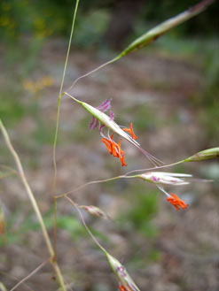 APII jpeg image of Rytidosperma pallidum  © contact APII