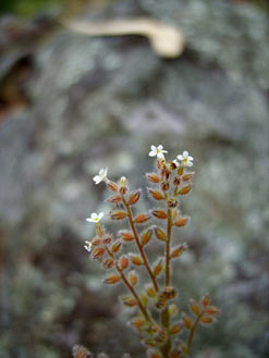 APII jpeg image of Myosotis discolor  © contact APII