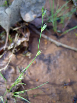 APII jpeg image of Juncus bufonius  © contact APII