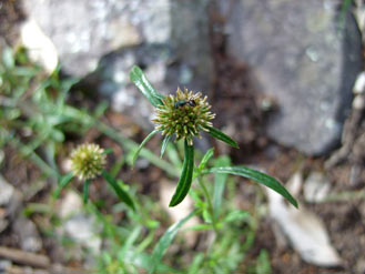 APII jpeg image of Euchiton sphaericus  © contact APII