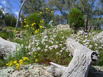 APII jpeg image of Isotoma axillaris  © contact APII