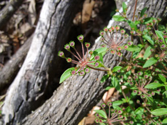 APII jpeg image of Pomax umbellata  © contact APII