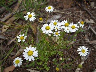 APII jpeg image of Brachyscome gracilis subsp. gracilis  © contact APII