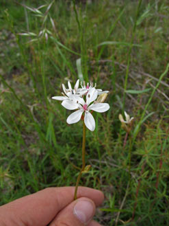 APII jpeg image of Burchardia umbellata  © contact APII