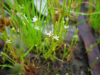 APII jpeg image of Stylidium despectum  © contact APII