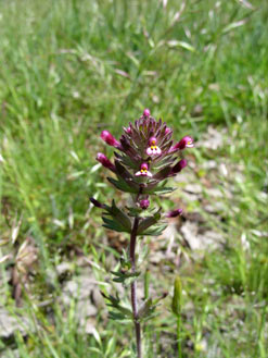 APII jpeg image of Parentucellia latifolia  © contact APII